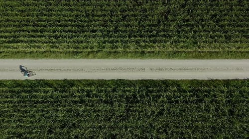 A sportive man is riding a bike in between a growing field of corn as top down shot from a drone.