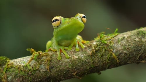 Canal Zone Tree Frog in its Natural Habitat in the Caribbean Lowlands