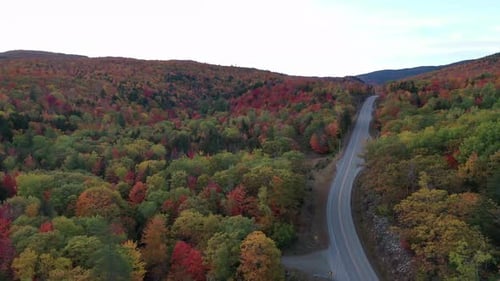 Aerial View of Forest and Road in Autumn