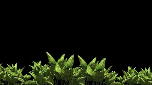 Animated Green Plants Swaying in the Wind on Black Background