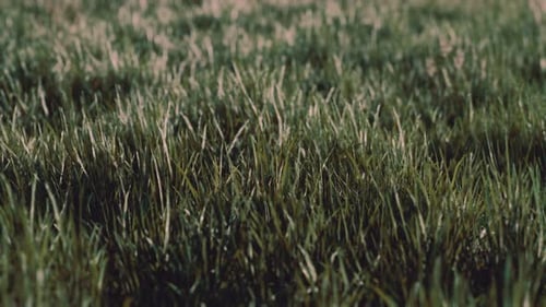 Nahaufnahme von frischem, dichtem Gras am frühen Morgen