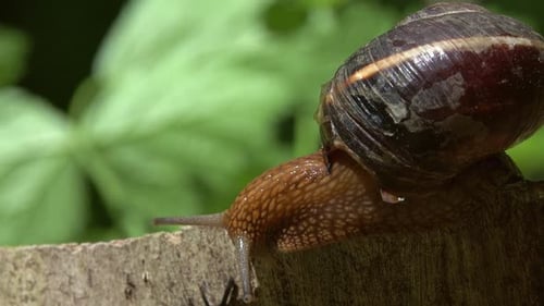 Große Schnecke in Muschel krabbelt im Wald Nahaufnahme