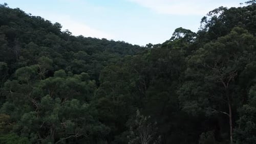 Aerial drone shot rising up out of the forest and flying over a thickly populated green forest of tr
