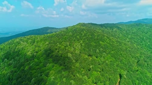 Aerial Drone Forest (2K)