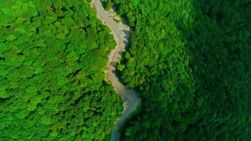 Road in the Forest Aerial View (4K)