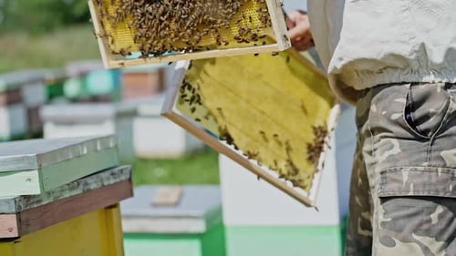 Beekeeper Inspecting Honeycombs Filled with Bees