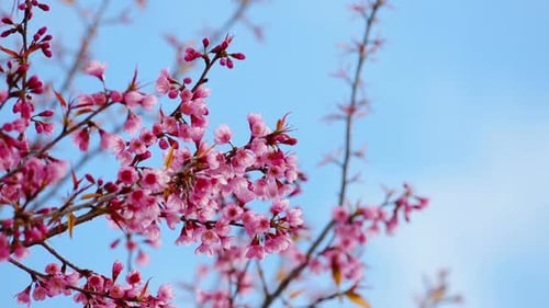 Kirschblüte