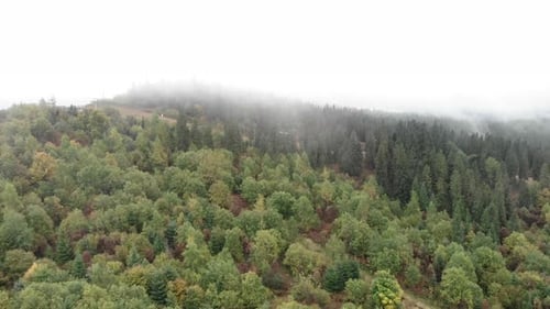Mountains in fog. Foggy rainy green forest. Autumn mountain landscape.