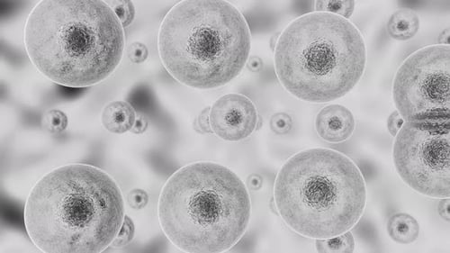 Cell division process