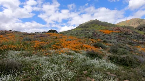California Golden Poppy and Goldfields Blooming in Walker Canyon, Lake Elsinore, CA. USA.