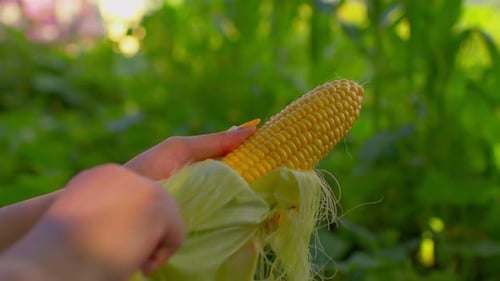 Corn close-up. An unrecognizable woman peels corn from the peel.