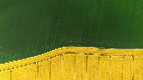 Top down view of green and yellow field in countryside.