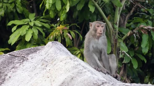 Nahaufnahme eines wilden Affen, der auf einem Felsen im Dschungel sitzt