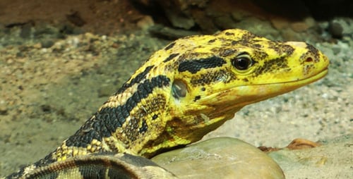 Iguana