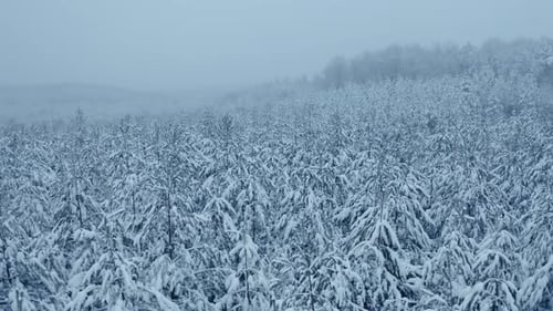 Snow Covered Trees in the Forest with Fog Winter Footage From Aerial Eye View