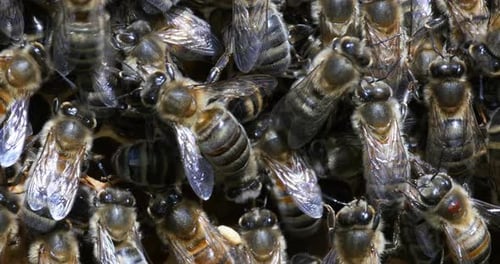 European Honey Bee, apis mellifera, Bees working on alveolus, Normandy, Real Time 4K
