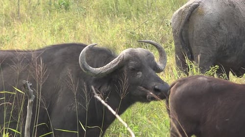 African Cape Buffalo Grazing in Tall Grass
