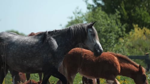 Horses Grazing Peacefully in a Rural Pasture