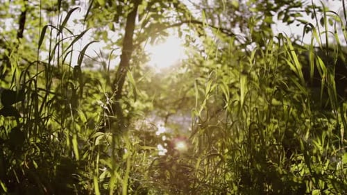 Sun shining through green foliage in forest