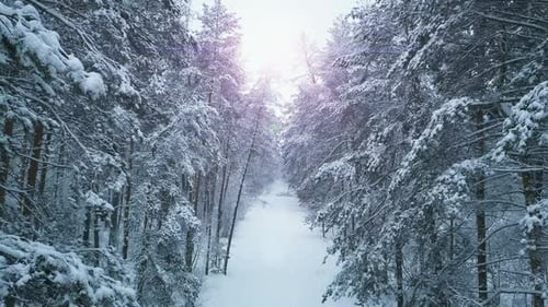 Aerial View of Winter Forest Landscape