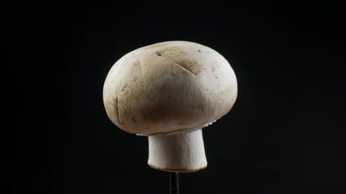 Champignons, close up