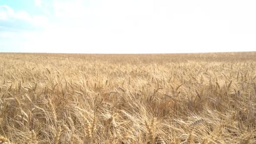 Dolly Move Up in Dry Wheat Field