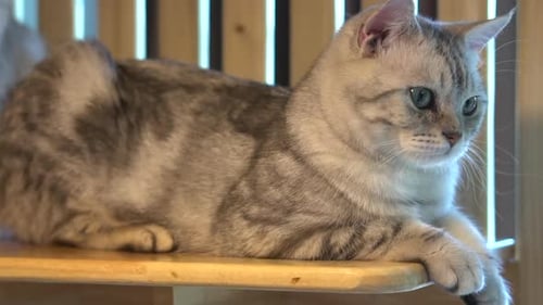 Gray Cat Lounging on Wooden Shelf Inside Home