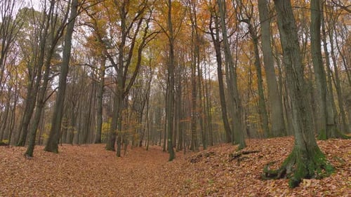 Autumnal Forest Scene with Colorful Leaves