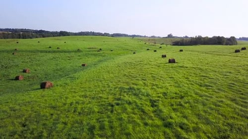 Sheaves of Hay Lie on the Green Grass of the Meadows in the Country Side