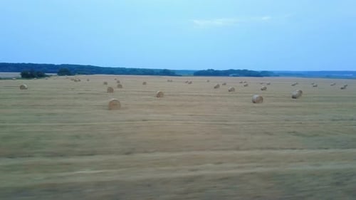 Golden Wheat Field With Hay Bales