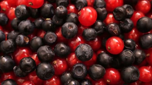 Fresh Red Currants and Blueberries Close Up