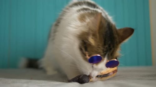 Funny Cute Cat in Round Sunglasses Nibbles Stuffed Toy