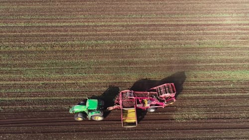 Harvesting Sugar Beets