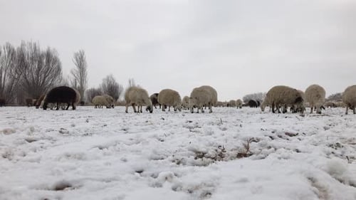 Farm Sheep On The Snow