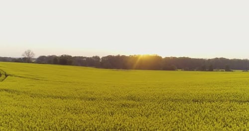 Scenic View of Canola Field Against Sky