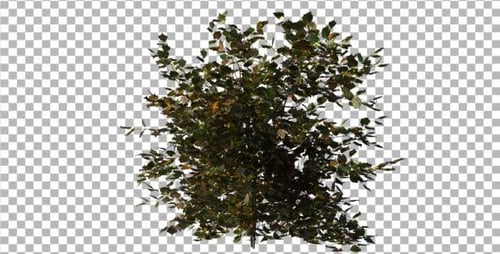 Realistic Green Bush Swaying in Wind Animated Footage