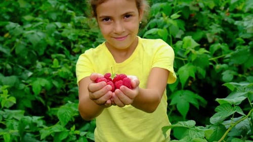 The Child is Harvesting Raspberries in the Garden