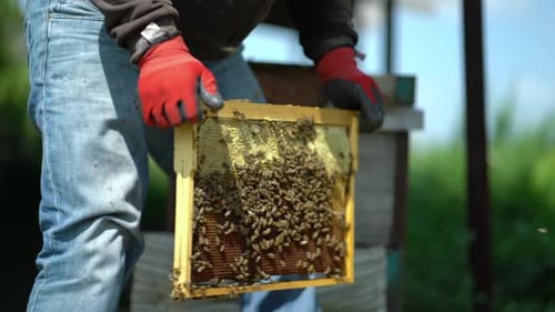 Beekeeper Holding Frame of Honeycomb Full of Bees