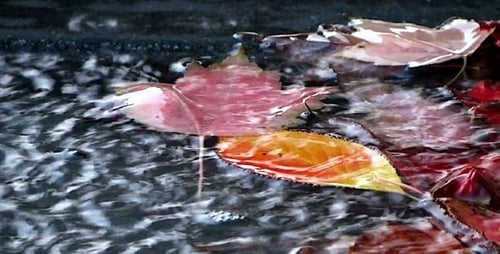 Autumn Leaves In Rain - Pack 10