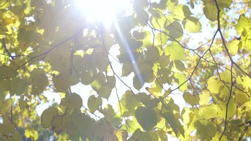 Sunlight Shining Through Lush Green Tree Leaves