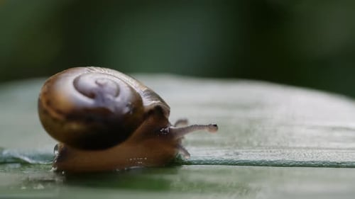 Snail Crawling Slowly on Green Leaf in Nature
