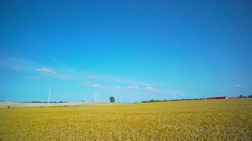 Wheat fields and wind turbines, panorama