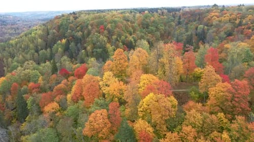 Autumn Landscape of the Autumn Bright Multi-colored Trees, Green, Orange and Reddish Tint