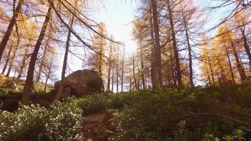 POV Walking on Fall Woods Path Near Trees
