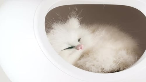 Fluffy White Cat Sleeping Curled in Cat Bed