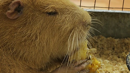 Nutria