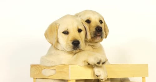 Gelber Labrador-Retriever, Welpen spielen in einer Box auf weißem Hintergrund, Normandie, Zeitlupe 4K