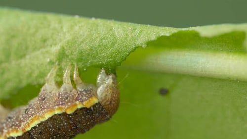 Lagarta grande come folhas verdes em um fundo desfocado, lagarta se movendo na folha da árvore