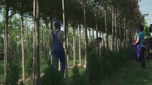 Gardeners Work in the Garden