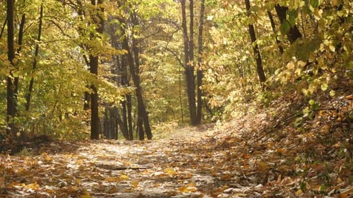 Bunter Wald im Frühherbst 4K-Aufnahmen